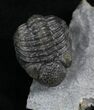 Rare Eifel Geesops Trilobite - Germany #27436-3